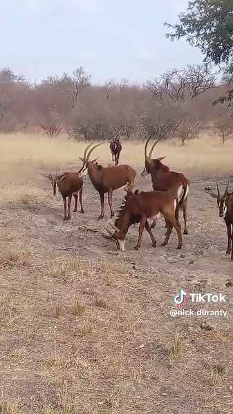 Discover Africa's Enigmatic Sable Antelope