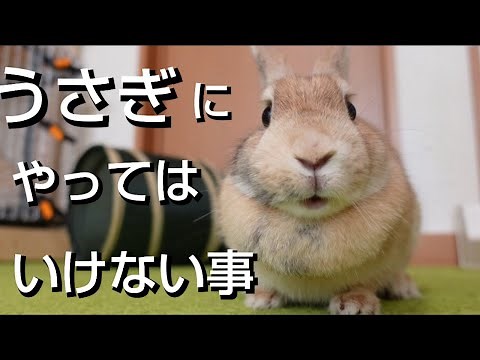 Are you making these mistakes? 10 common and dangerous mistakes rabbit owners make! We also expla...