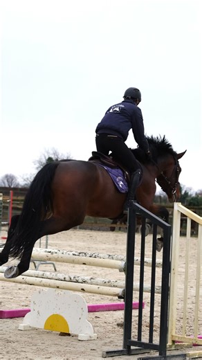 Fin d’année studieuse pour nos jeunes chevaux qui ont profité d’une séance de gymnastique avec leurs cavaliers 🐴 | Elevage De Vains
