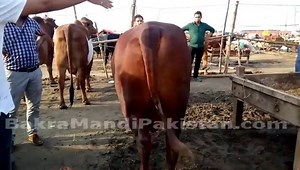 Untitled - video Dailymotion