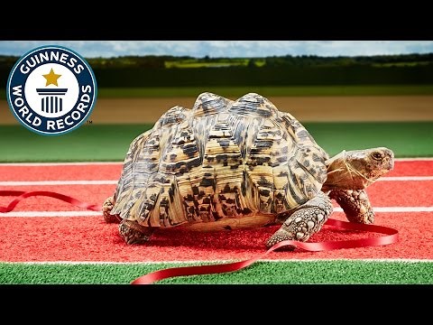Fastest Tortoise - Guinness World Records