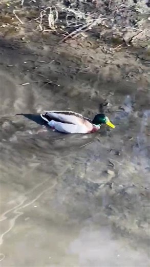 Mallard paddling in the muddy water in March