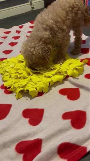 Hope 🩷 She is so scared of humans, and wants no physical contact or touch. Some nice relaxing enrichment this evening, with me sitting fairly close to her. She is free to move away as she wants to, no pressure… She has SUCH a long road ahead, but we are with her every step of the way…at whatever pace she is comfortable with 🩷 This terrified little lady has just joined us from a council pound. She is absolutely petrified of humans…no aggression…but frozen in fear and terribly shut down. Our hea