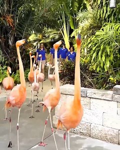 Just a casual morning stroll at Discovery Cove! 🌴 | Visit Orlando