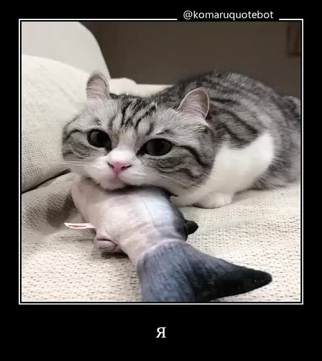Создать свой демотиватор можно в тг боте komaruquotebot #komaru