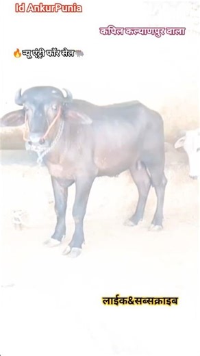 #Viral#New Shorts#Trending#Farmer Life#कपिल कल्याणपुर वाला🔥न्यू एंट्री फॉर सेल💥👉👉7599483886💯