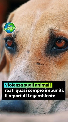 TeleAmbiente on Instagram: "👉La mucca Doris seviziata in un macello in Piemonte nel 2006, l’orsa Amarena uccisa in Abruzzo nel 2023 e il cane Aron bruciato in Sicilia nel 2024. Queste alcune delle 44 storie contenute nel report “Mai più Green Hill. Verso un’Italia che vede la sofferenza” di Legambiente (@legambiente) per denunciare gli orrori ai danni degli #animali. Lungo lo Stivale, dal 2005 al 2024, secondo i dati degli ecologisti, ben 112.000 i procedimenti penali avviati sulla base dei del