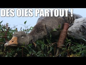 Hunting: Geese Everywhere! - Marius Chasse