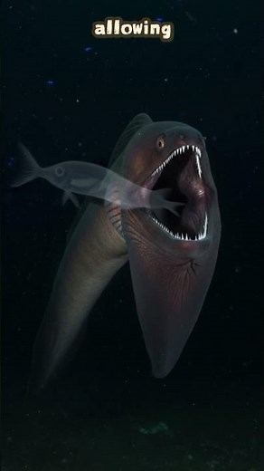 The Gulper Eel: Deep Sea Monster with a Huge Mouth
