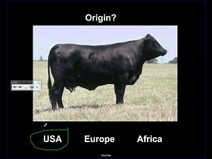 Cattle Breeds in America