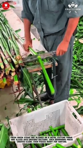 Water Chestnut Stem Cutter: Manual Trimming for Fresh Market Preparation