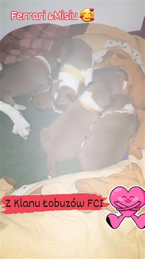 45 reactions · 6 comments | J puppies by Ferrari and Misiu 殺 #zklanulobuzow #basenji #basenjipuppies | Anna Bukowska | Facebook