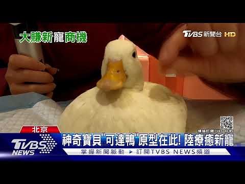 神奇寶貝"可達鴨"原型在此! 陸療癒新寵｜TVBS新聞