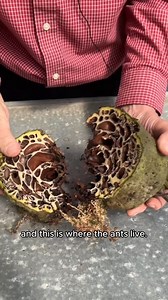 946K views · 21K reactions | "What is this, a center for ants!?"  Look inside this fascinating myrmecophyte to learn why it's called an ant plant, and how these insects benefit the plant with our curator Dylan. | The Huntington Library, Art Museum, and Botanical Gardens | Facebook