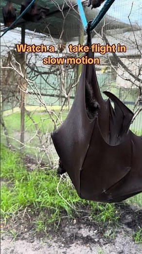Bats are the only mammals with the power of flight! Video via Lubee Bat Conservancy 🦇