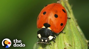 The Stunning Life Cycle Of A Ladybug - 1Funny.com