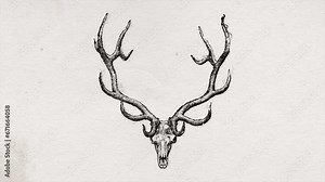 Animal Skull Drawing Background Animation/ 4k animation of an old paper background with skull of an animal painted with ink