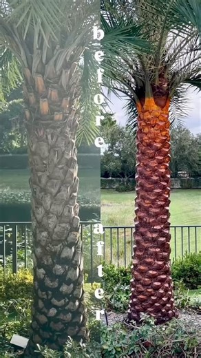 111 reactions · 9 comments | ✨ Natural vs. The Palm Guy touch — the difference speaks for itself. Upgrade your landscape with premium palms, precision cuts, and full warranty.  Call us today — we’re available 7 days a week. @artificialturfguyfl @trilogypropertymanagementfl #natural #landscapedesign #luxury #palmtrees #southflorida | The Palm Guy | Facebook