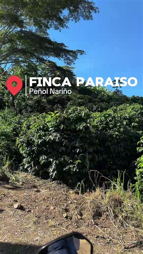 ☕🌿 Finalización del Curso de Catación de Café Compartimos algunos momentos de la finalización del curso de Cata de Café, acompañado por nuestro profe Diego Viteri, instructor del SENA. En esta ocasión fuimos invitados a la Finca Paraíso, en El Peñol, Nariño, donde vivimos una jornada de aprendizaje, intercambio de conocimientos y encuentro con el origen del café. Agradecemos a la familia de la finca por abrirnos las puertas de su casa cafetera y permitirnos conocer de cerca su trabajo y dedicac