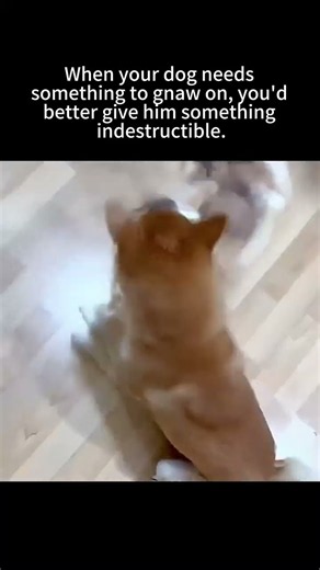 Super high‑quality durable plush dog toy for heavy chewers.