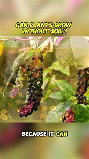 Can plants🌱 really grow without soil? # #agriculture #farming