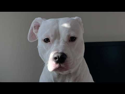 Woman Rescues Free Pit Bull From Shelter The Transformation Is Unbelievable