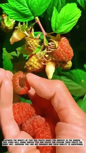 Raspberry Harvest: High-Value Fresh Fruit Innovation #fruit #satisfying