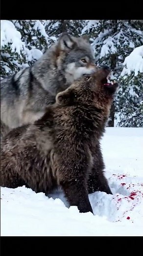 This Wolf Just Took Down a Bear Cub… And It’s Terrifying 😱 #NatureIsBrutal