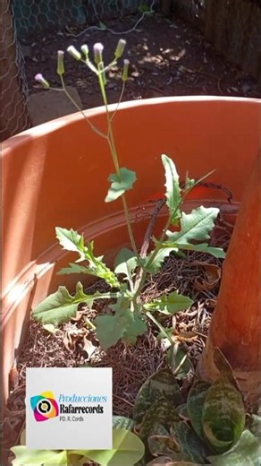 ¿qué clase de planta es? #_viral #feed #youtube #sugerencia #parati #tending #motivar