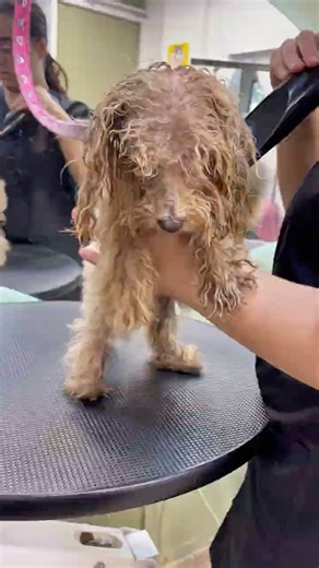 You Won't Believe This Dog's Makeover!