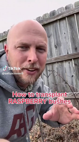 How to transplant raspberry bushes #raspberry #transplant #plants #gardeningtips #garden