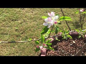 My Golden Delicious Apple Tree In Full Bloom