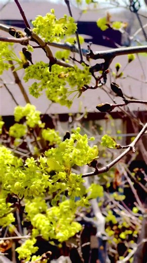 Peace 🕊️ #flowers #summer #nature #shorts #ytshorts