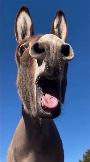 These Animal Voices Will Shock You!!!