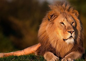 Are they alive? Lion breaks into camper's tent [WATCH]