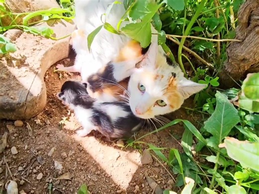 2.1M views · 74K reactions | Trying to rescue abandoned mother cat and her newborn kittens. | Cute Kittens | Facebook