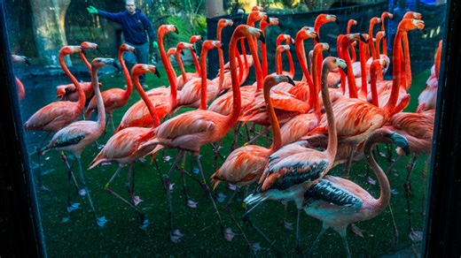 Watch the Sacramento Zoo's annual flamingo roundup to check the flock's health