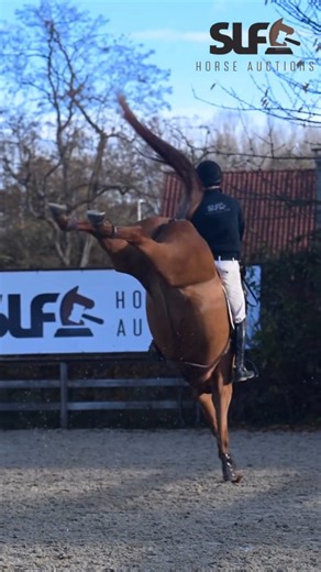 JUMPERNEWS.COM 🌎 on Instagram: "✨ Exceptional quality meets proven performance @slfhorseauctions ✨ Introducing P-CHACCODANA This stunning Chacco Blue x For Pleasure mare ticks all the boxes 🧬 Proven international damline 💎 Careful, powerful and correct technique 🧠 Super rideable, kind and cooperative 🔥 Scope, blood and confidence in the ring A real sport partner for the future 🌍 Available via SLF Horse Auctions #slfhorseauctions #chaccoblue #forpleasure #topdamline #jumperhorse #showjumpin