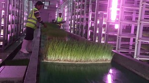 25K views · 169 reactions | Fresh fodder being harvested from an Agritom 10 tonne per day fodder system. . www.agritom.co | Agritom Fodder Systems | Facebook