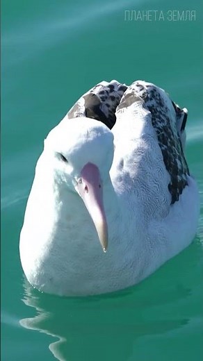 The Secret of the Albatross 😉 #birds #animals #interesting