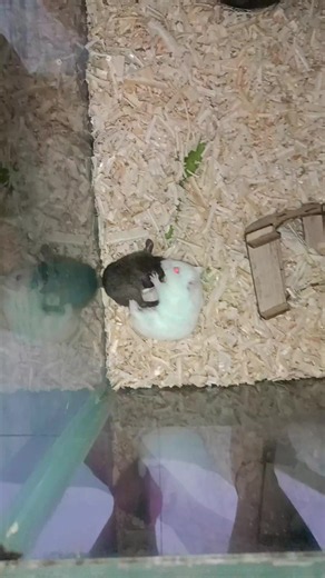 masih jadi misteri , sicurut masuk dari sebelah mana, kenapa tiba tiba udah dikandang hamster ?? #hamstercute #curutvshamster #hamster