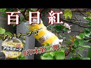 【百日紅 取り木】アルミテープで・サルスベリ取り木第二弾 取り木の方法