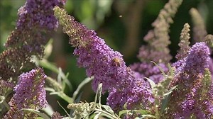 FAQs - Compost as Potting Mix | Dead Heading - Gardening Australia