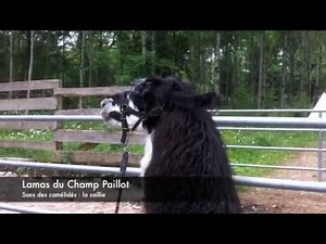 Son Accouplement Lama