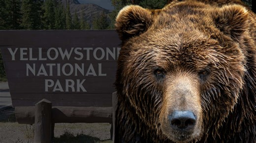 Meet the Biggest Grizzly Ever to Roam Yellowstone