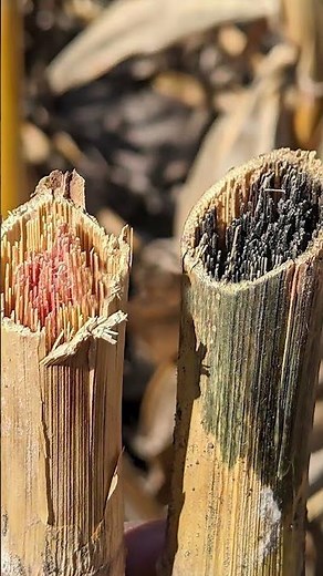 Fusarium in Maize: Main Characteristics