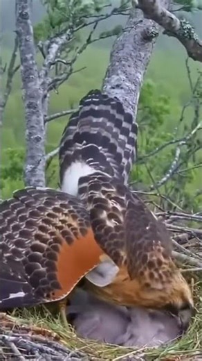 Red-shouldered Hawk's Branch Snap Startle / 붉은어깨매의 가지 부러짐 놀람