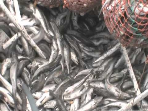 Oregon Fisheries part 7 - Pacific Whiting