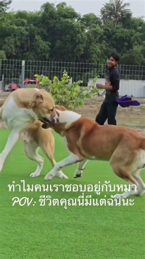 My life changed since I got a dog. #dogtraining #loyalty #shorts