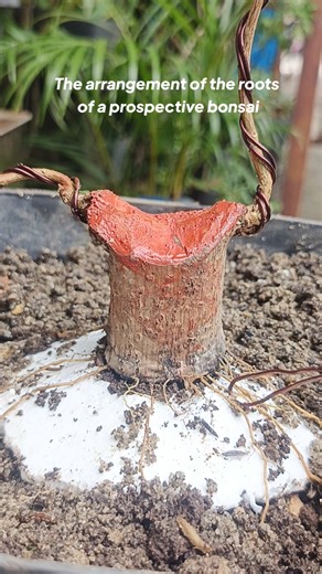 Part3. The process of making bonsai from premna stem cuttings #shorts #shortvideo #shortsfeed #stek